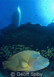 Bono the friendly Napoleon wrasse at Fish Head Thila in A... by Geoff Spiby 